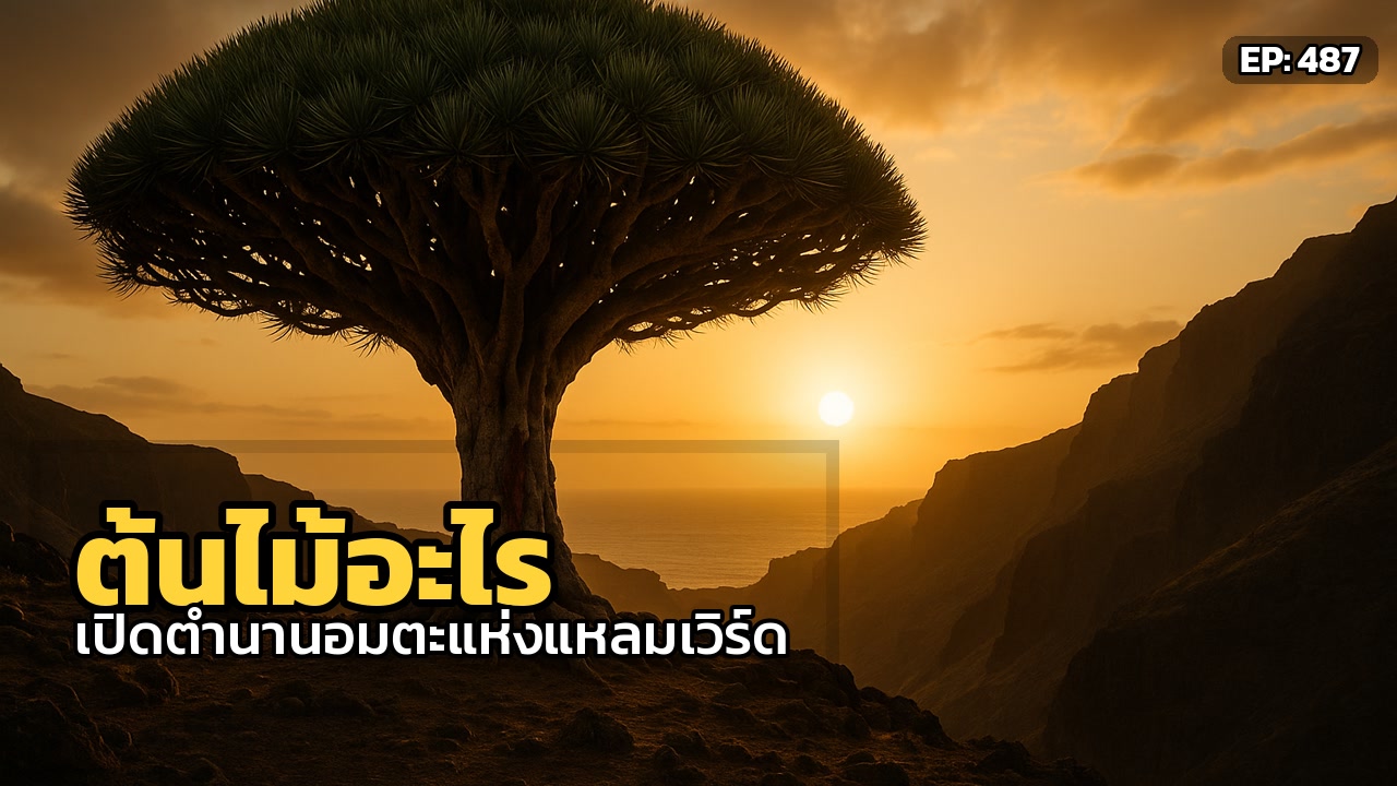 ต้นไม้ที่กลืนกินกาลเวลา: ความลับอมตะแห่งแหลมเวิร์ด
