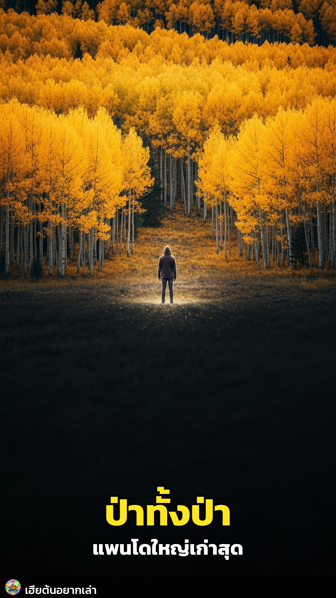 ป่าทั้งป่าคือต้นไม้ต้นเดียว!? เปิดความลับ 'แพนโด' สิ่งมีชีวิตที่ใหญ่และเก่าแก่ที่สุดในโลก!