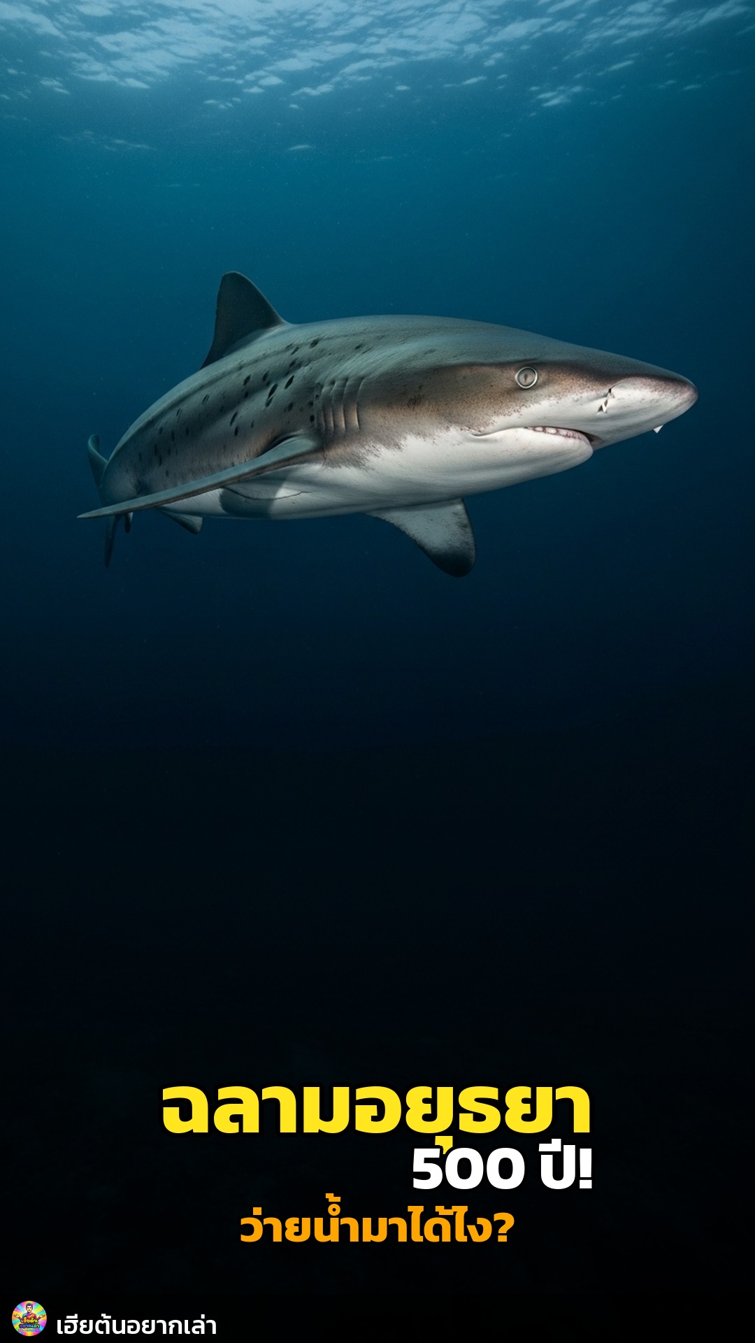 ฉลาม 500 ปี! อยุธยาว่ายน้ำ?