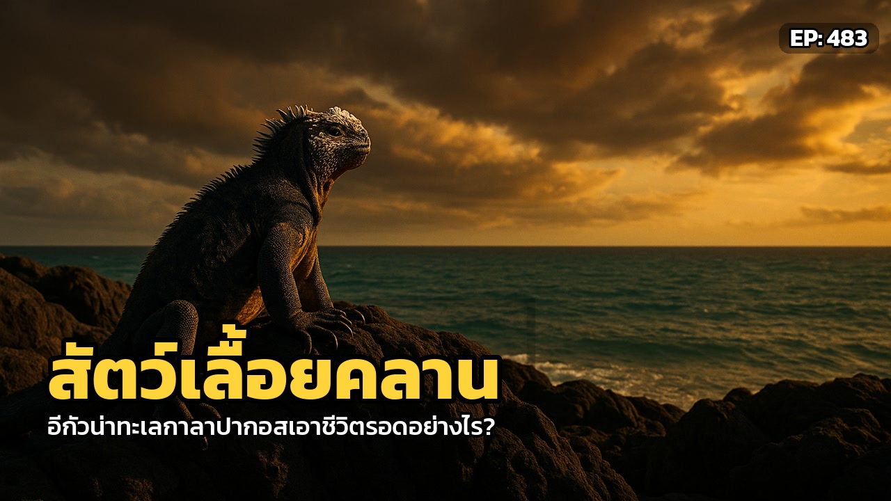 ความลับที่ซ่อนอยู่: อีกัวน่าทะเลกาลาปากอสกับการหดตัวเพื่อเอาชีวิตรอด