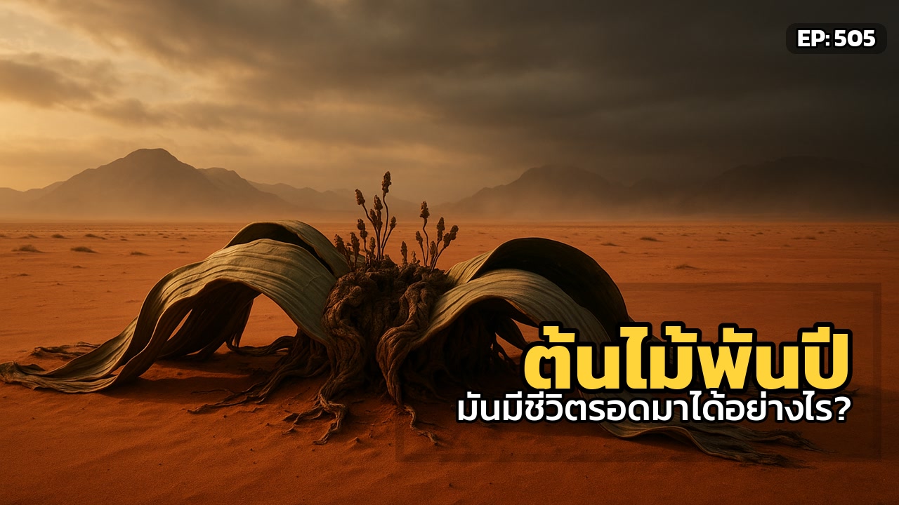 ต้นไม้พันปีแห่งนามิบ: บทเรียนจากผู้เฝ้ามองโลกเปลี่ยนไปนับพันปี