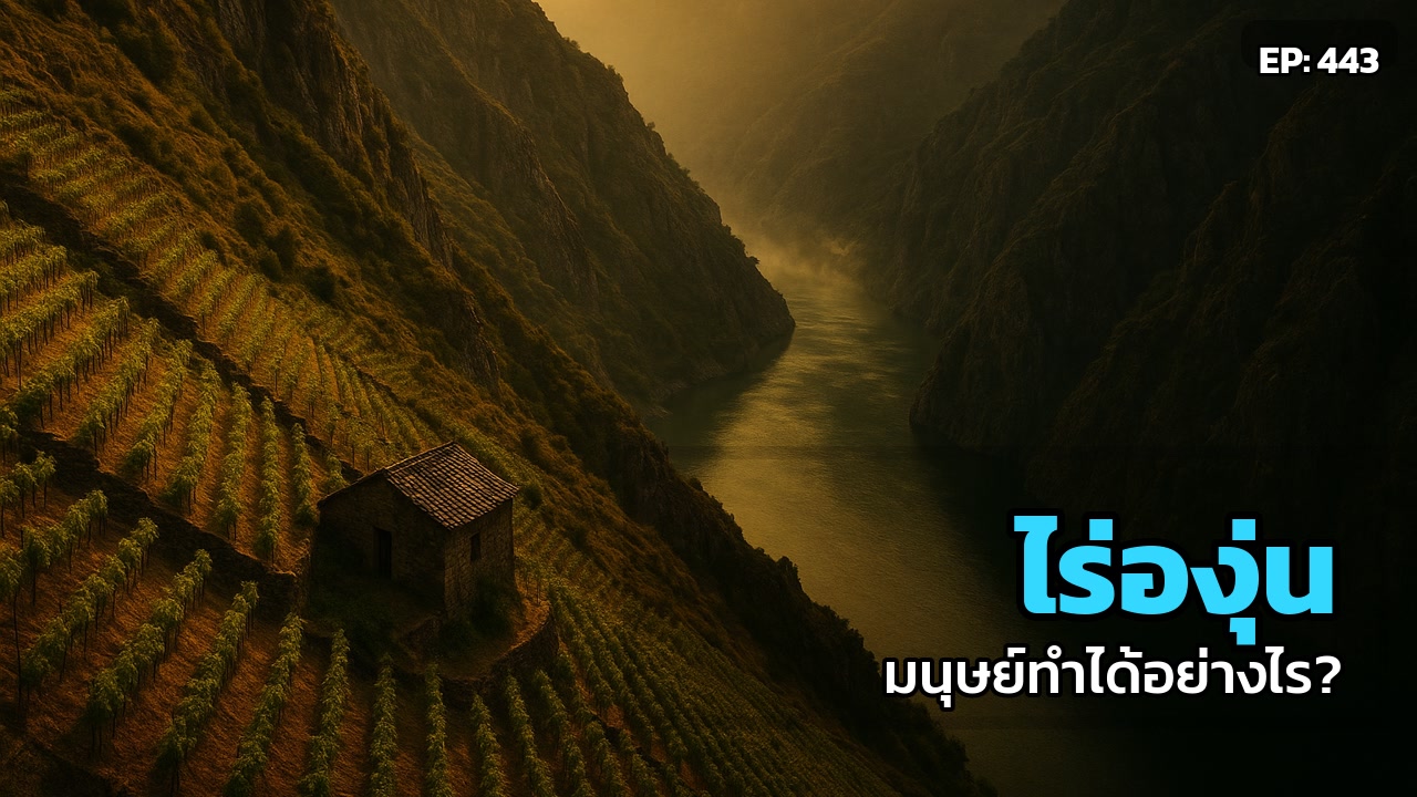 ไร่องุ่น 'นักสู้' แห่งกาลิเซีย: มรดกไวน์บนหน้าผาชันที่มนุษย์สร้างปาฏิหาริย์