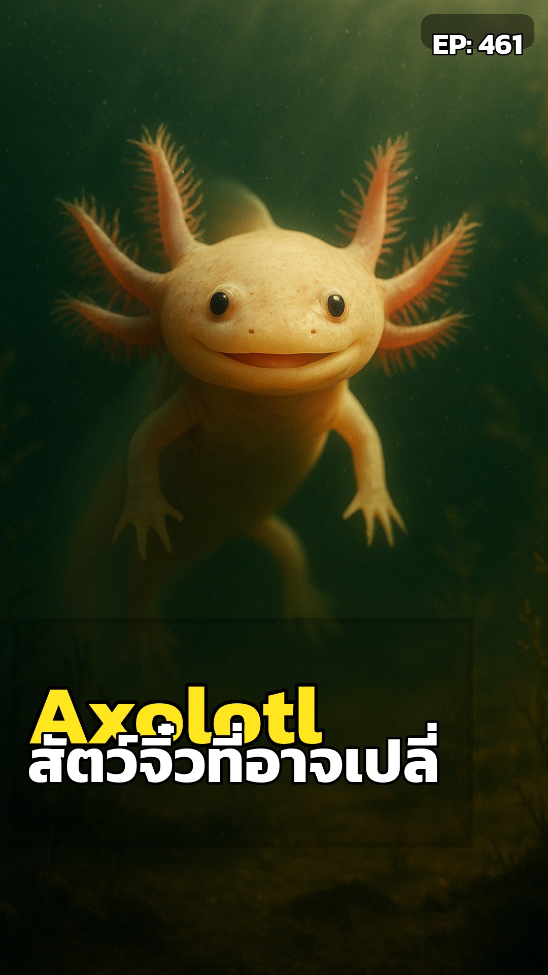 Axolotl: สัตว์จิ๋วที่อาจเปลี่ยนอนาคตมนุษย์